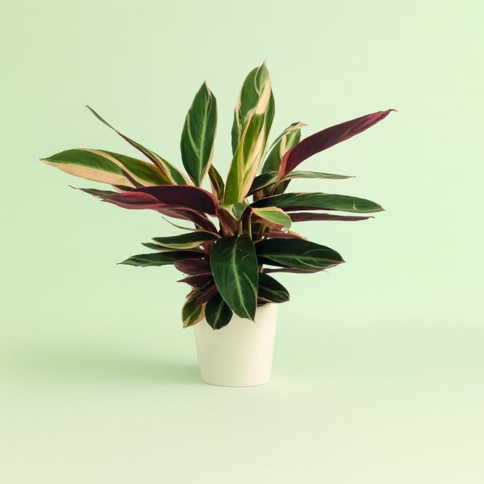 Calathea Triostar vs. Outras Marantas: Qual a Melhor Escolha para Você?