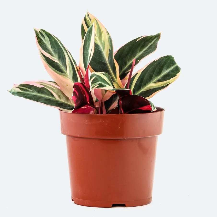 Soluções para Folhas Secas e Pontas Marrons na sua Calathea Triostar