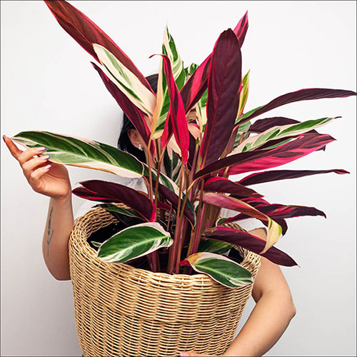 calathea triostar