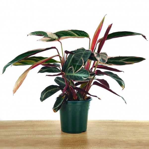 Calathea Triostar: O Guia Completo de Cuidados para uma Planta Saudável