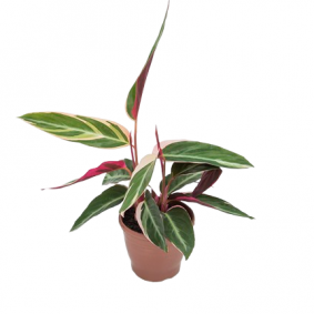 Como Propagar sua Calathea Triostar: Dicas de Multiplicação