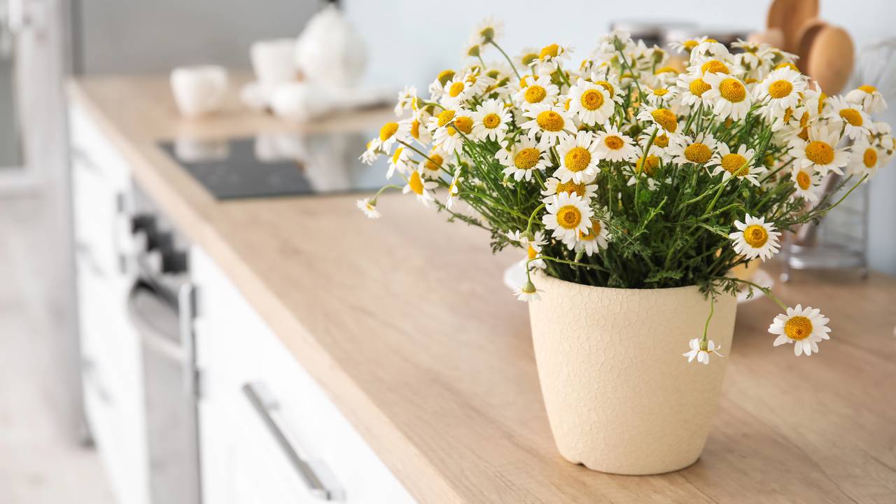 5 ideias de títulos:
1. Camomila em Vaso: Guia Completo para Iniciantes
2. Os Benefícios Surpreendentes da Camomila Cultivada em Casa
3. Como Fazer Chá de Camomila Fresca: Do Vaso para a Xícara
4. Problemas Comuns no Cultivo de Camomila e Como Resolvê-los
5. Colheita e Secagem da Camomila: Preserve o Aroma e as Propriedades