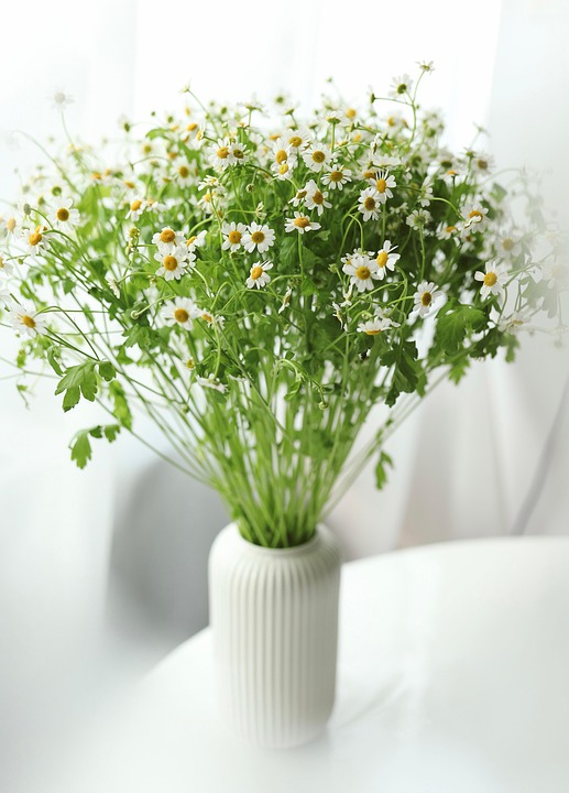 camomila em vaso
