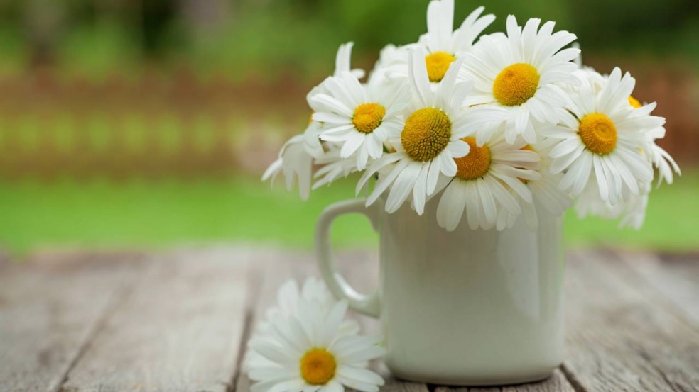 camomila em vaso