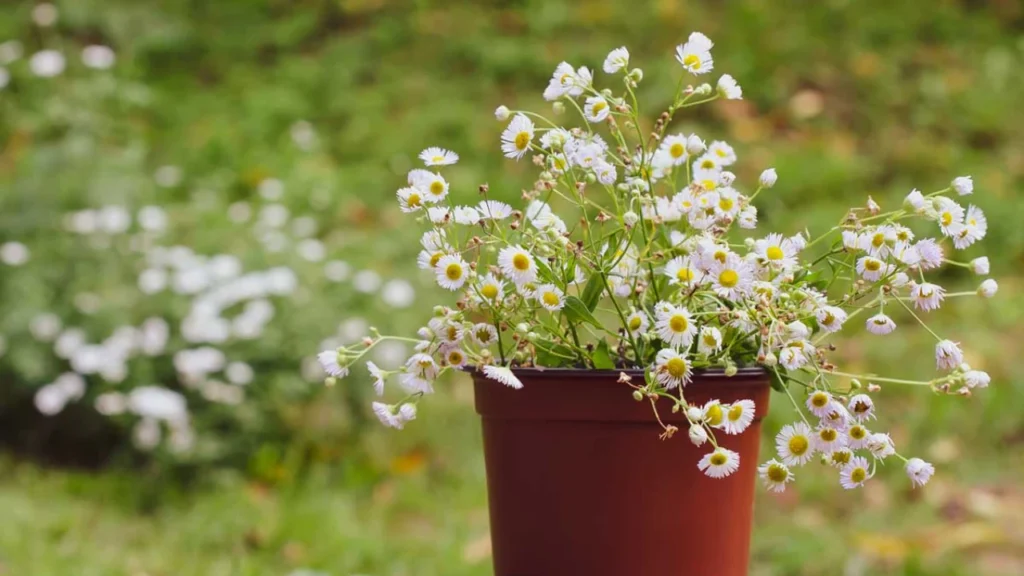5 ideias de títulos:
1. Camomila em Vaso: Guia Completo para Iniciantes
2. Os Benefícios Surpreendentes da Camomila Cultivada em Casa
3. Como Fazer Chá de Camomila Fresca: Do Vaso para a Xícara
4. Problemas Comuns no Cultivo de Camomila e Como Resolvê-los
5. Colheita e Secagem da Camomila: Preserve o Aroma e as Propriedades