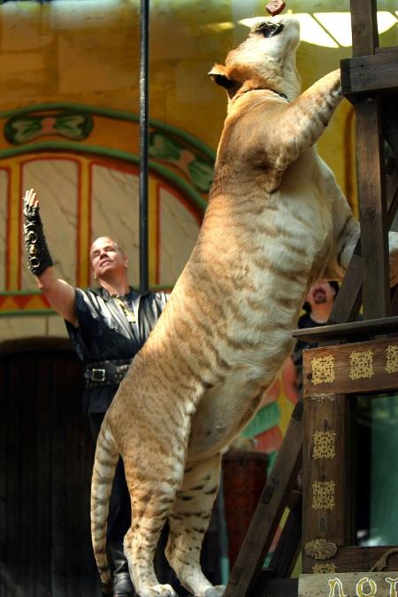 características físicas do ligre hercules