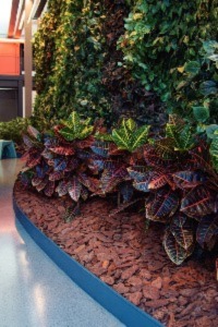 Casca de Pinus: O Guia Completo para Usar no Seu Jardim