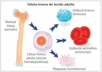 celulas tronco adultas versus embrionarias