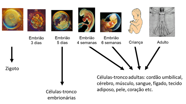 benefícios células tronco para saúde