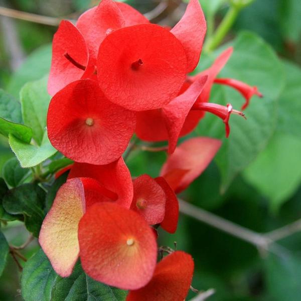 Dicas Essenciais para Cuidar e Manter Seu Chapéu de Palha de Jardinagem