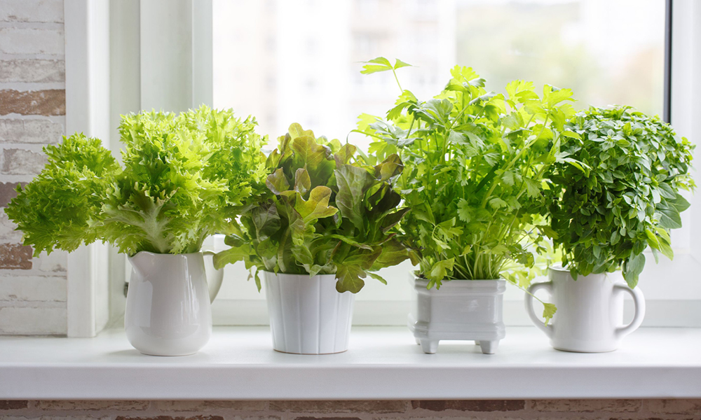 Dicas de manutenção para sua horta suspensa