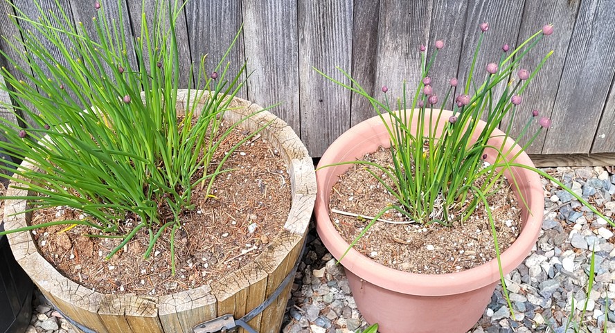 Guia Completo: Como Fazer Horta em Vasos Pequenos