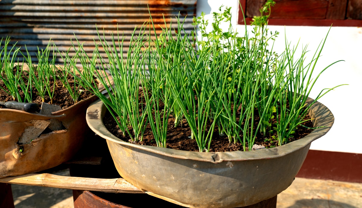 Os Melhores Adubos Orgânicos para Temperos e Ervas
