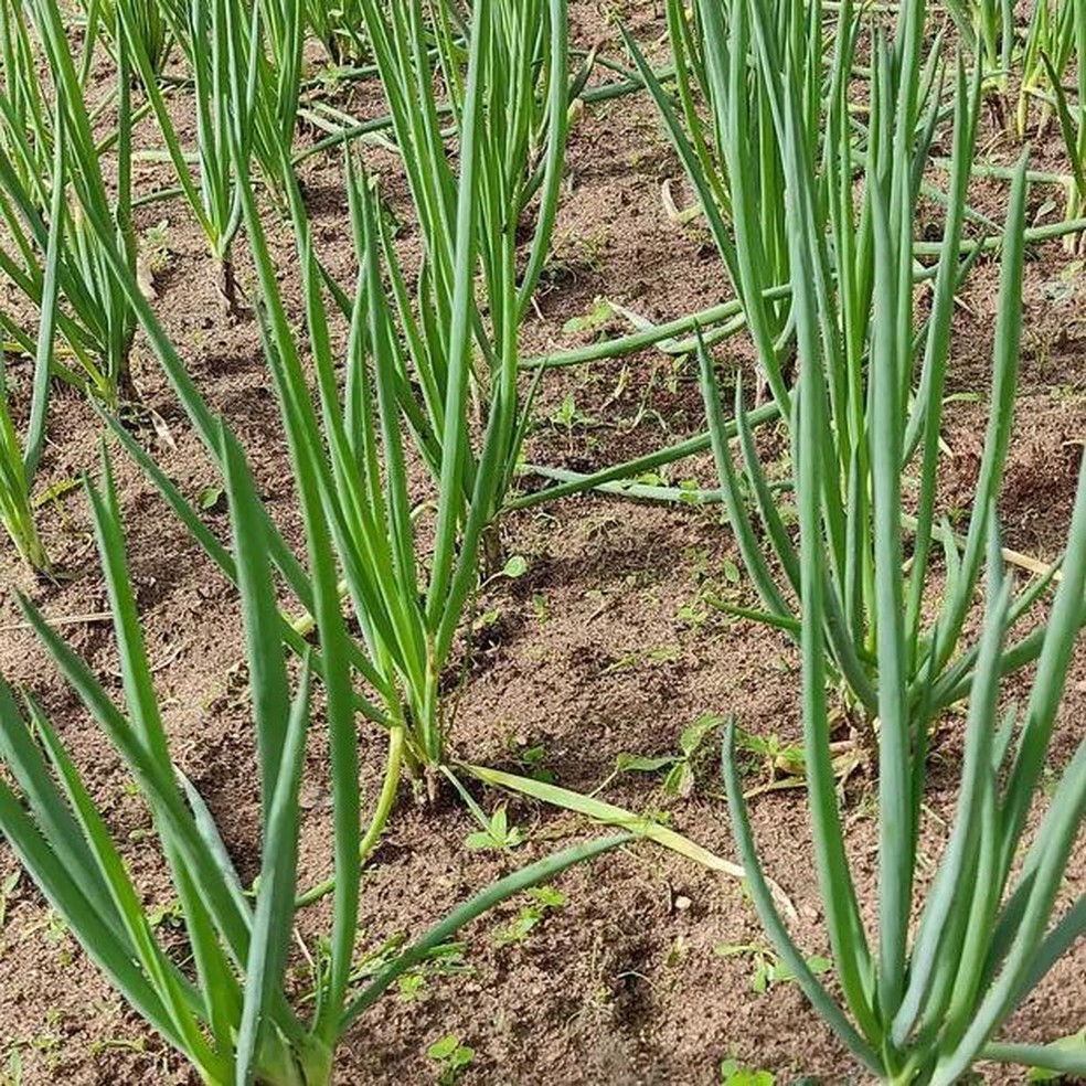 Como Propagar Ervas Aromáticas a Partir de Restos de Cozinha