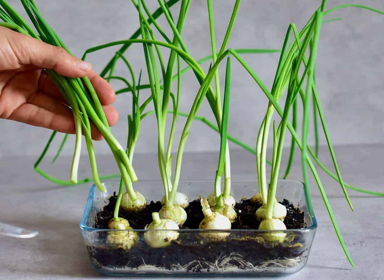 Sol e Sombra: Entendendo a Necessidade de Luz para Cada Planta