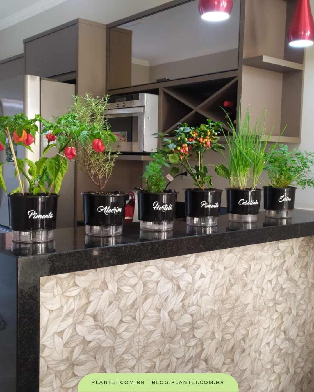 como plantar cebolinha em vaso passo a passo