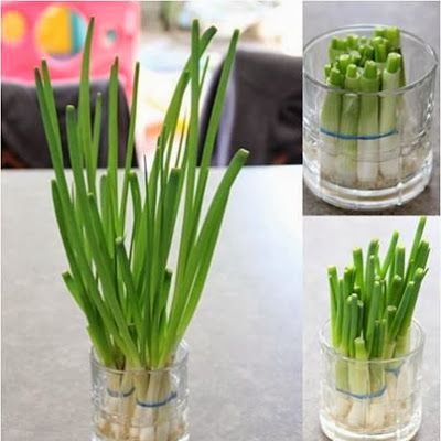 Sementes vs. Mudas: Qual o Melhor Método para Plantar Cebolinha em Casa?