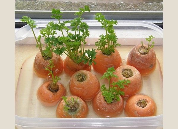 como plantar cenoura em vaso passo a passo