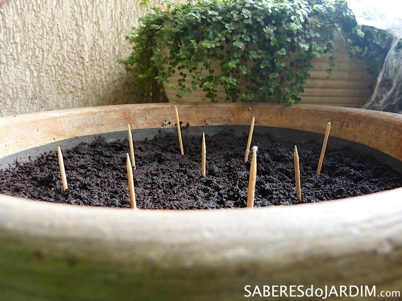 Guia Completo: Como Escolher o Vaso Ideal para Cenouras