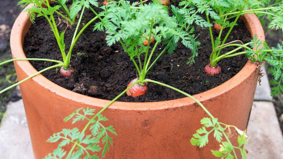 Receita de Solo Perfeito para Cenouras em Vasos: O Segredo para Raízes Retas