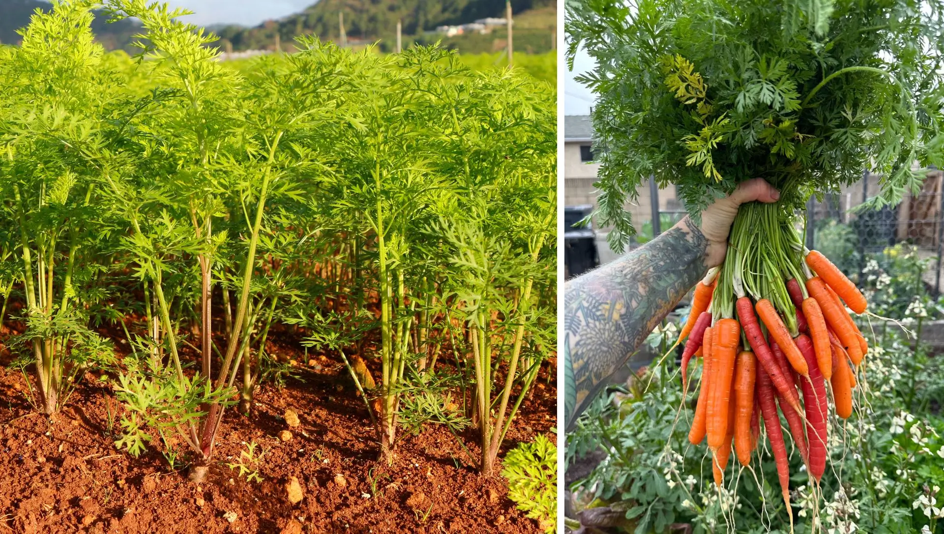 Desbaste de Cenouras: Por Que é Crucial e Como Fazer Corretamente