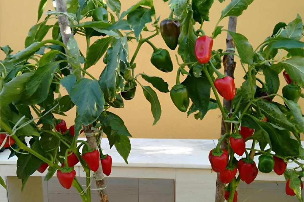 5 Dicas Essenciais para o Plantio de Pimentão em Casa
Como Cuidar do Pé de Pimentão para uma Colheita Abundante
Guia Completo: Do Plantio à Colheita do Pimentão
Plantar Pimentão em Vasos: Um Guia Prático
Os Segredos da Adubação e Rega para Pimentões Saudáveis