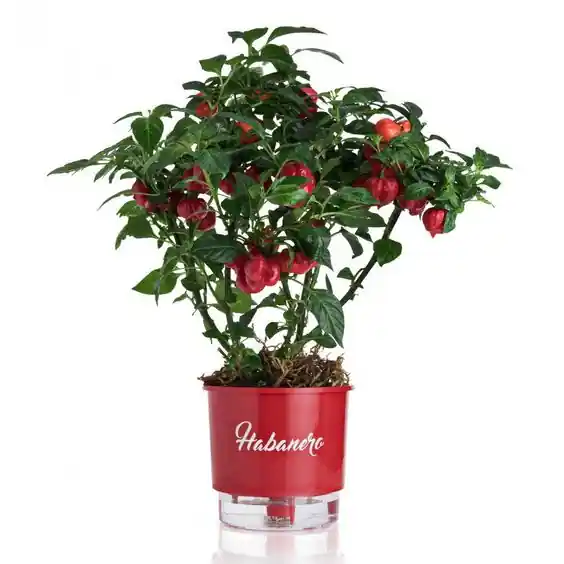 como plantar pimentão