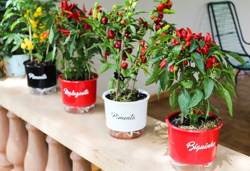como plantar pimentão em vaso