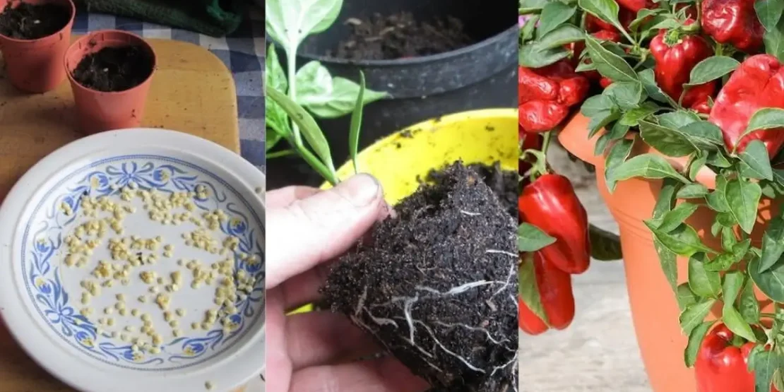 5 ideias de títulos:
1. Guia Completo: Como Plantar Pimentão em Vaso do Jeito Certo
2. Pimentão em Casa: Dicas Essenciais para um Cultivo de Sucesso
3. Do Vaso à Colheita: O Passo a Passo para Cultivar Pimentão
4. Resolva os Problemas Comuns no Cultivo de Pimentão em Vaso
5. Aumente sua Produção: Segredos da Adubação e Poda do Pimentão