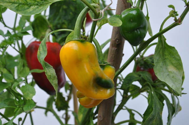 5 ideias de títulos:
1. Guia Completo: Como Plantar Pimentão em Vaso do Jeito Certo
2. Pimentão em Casa: Dicas Essenciais para um Cultivo de Sucesso
3. Do Vaso à Colheita: O Passo a Passo para Cultivar Pimentão
4. Resolva os Problemas Comuns no Cultivo de Pimentão em Vaso
5. Aumente sua Produção: Segredos da Adubação e Poda do Pimentão