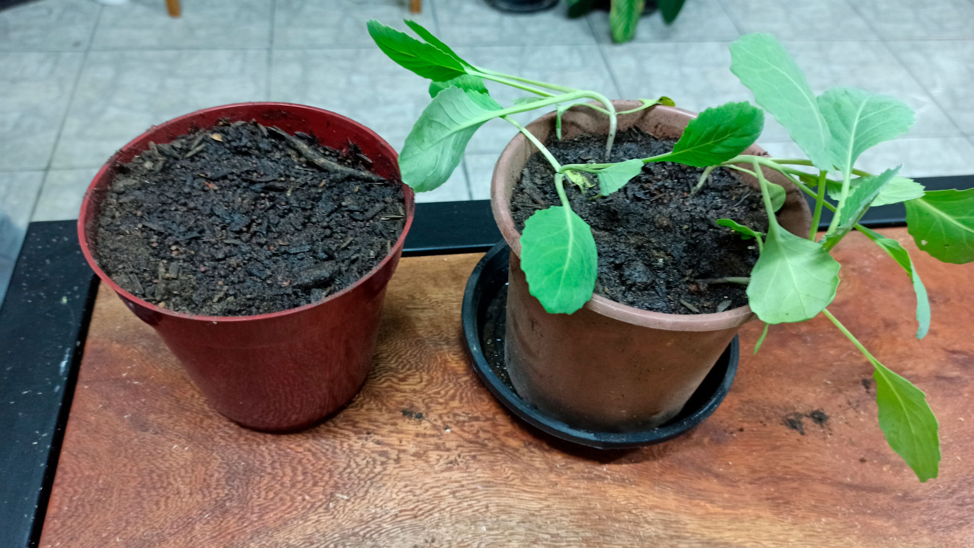 como plantar repolho em vaso