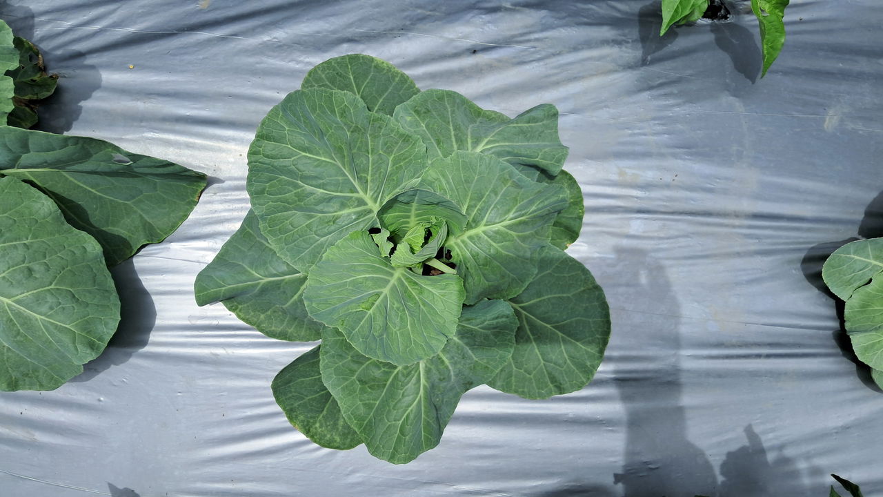 Guia completo de adubação para repolho em vasos