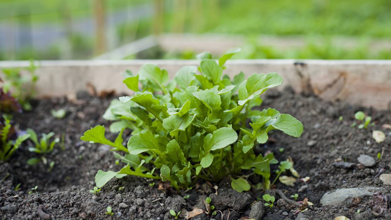 como plantar rúcula em vaso