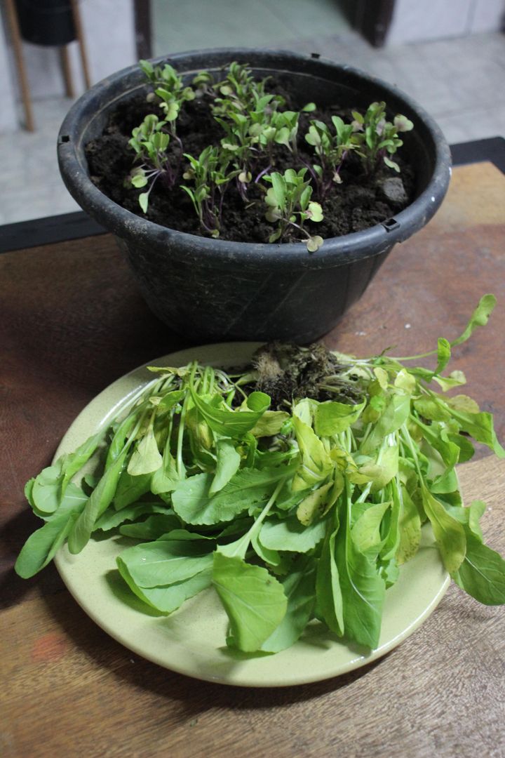 como plantar rúcula em vaso