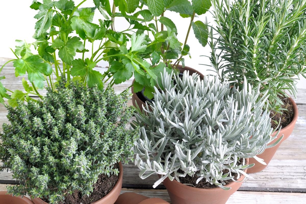 como plantar salsinha em vaso passo a passo