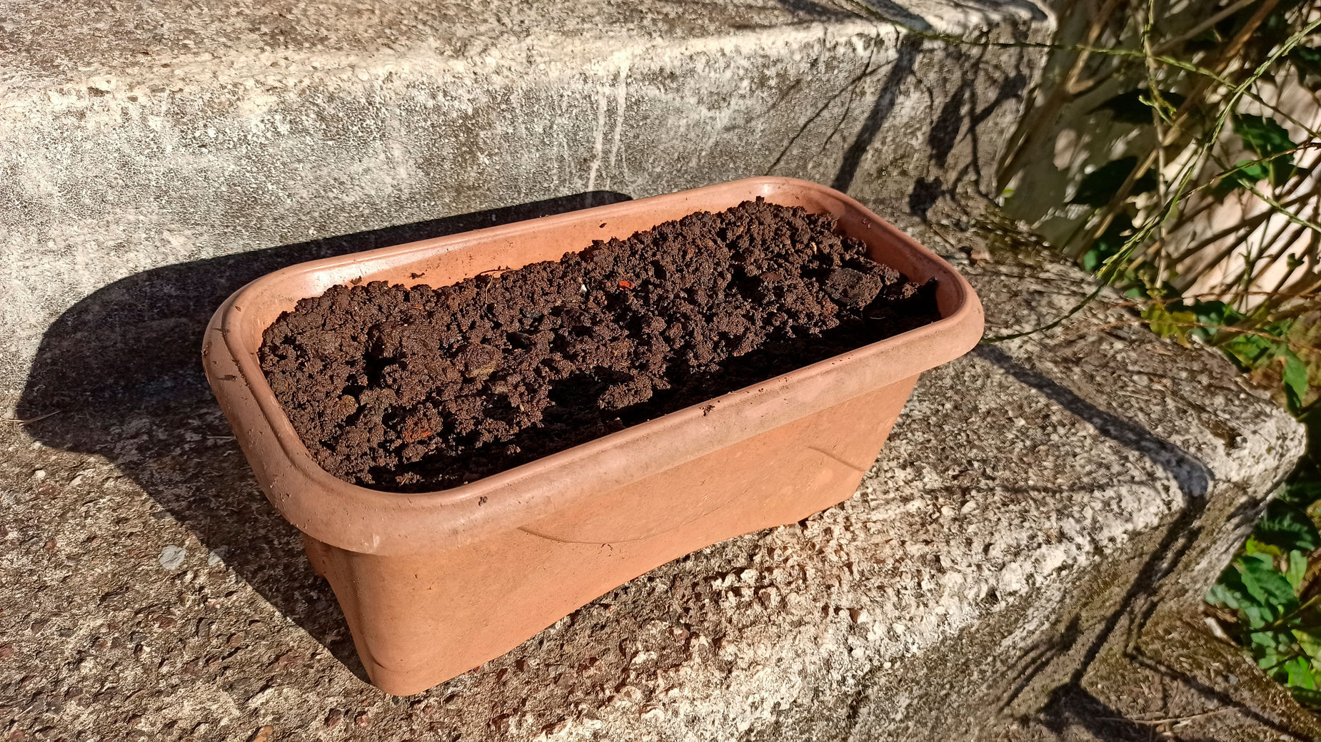 Guia completo de adubação para salsinha em vasos