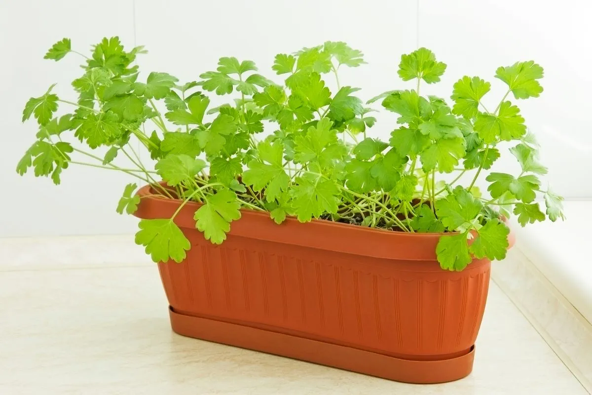 Como escolher o melhor vaso para sua salsinha: tamanho e material