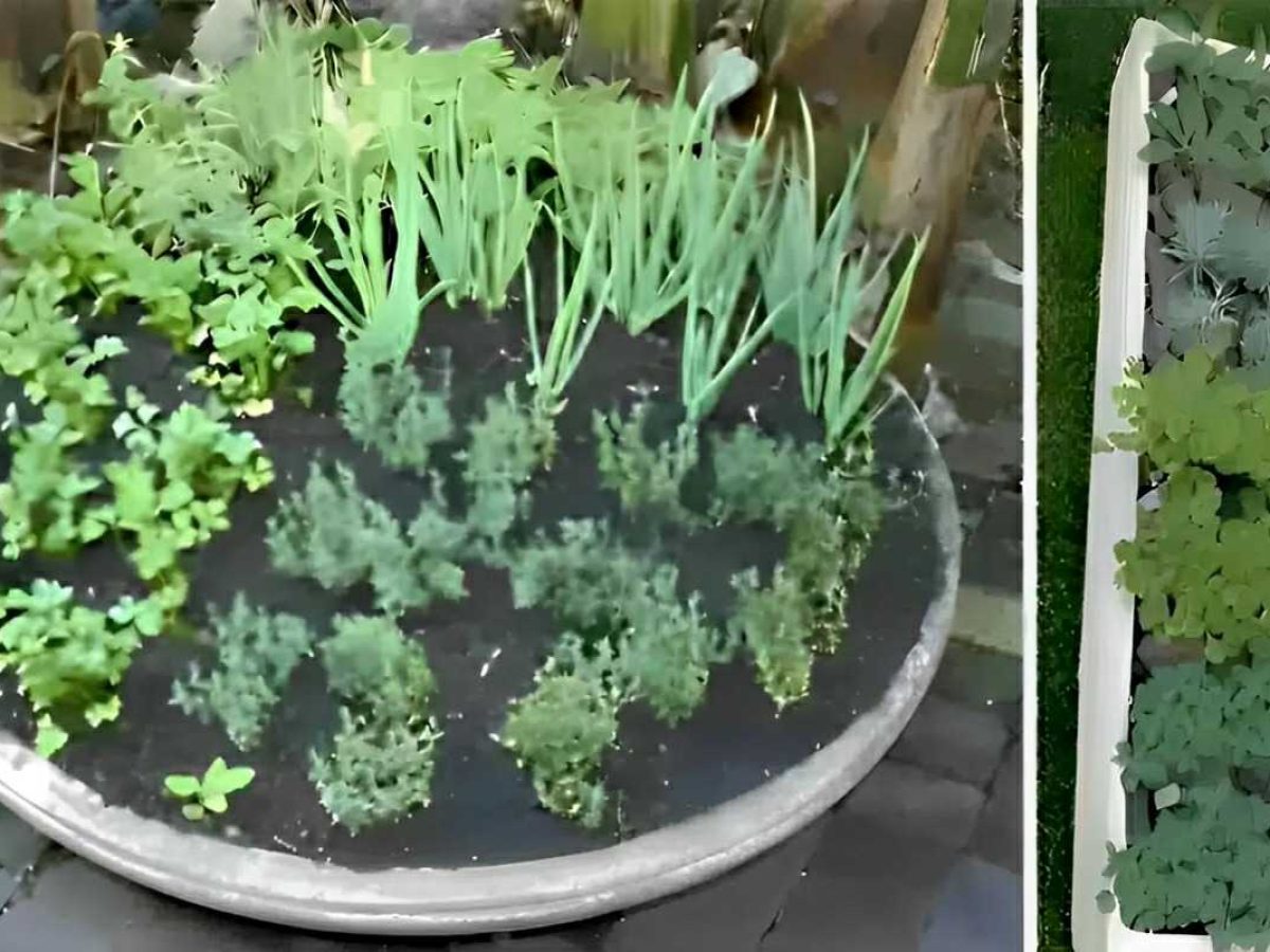 Problemas comuns no cultivo de salsinha em vaso e como resolvê-los