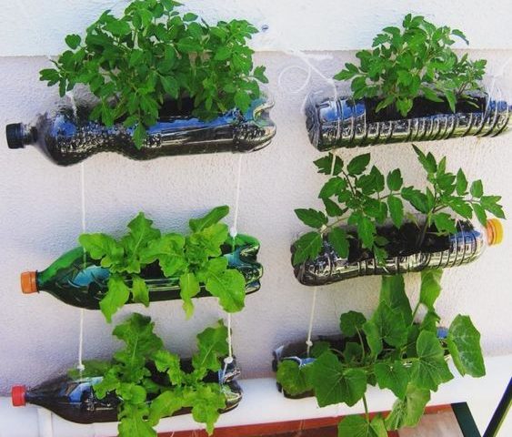 como regar horta em vaso