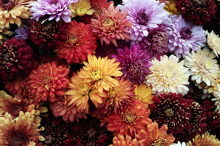 crisântemo como cuidar