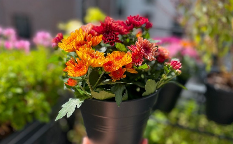 5 ideias de títulos