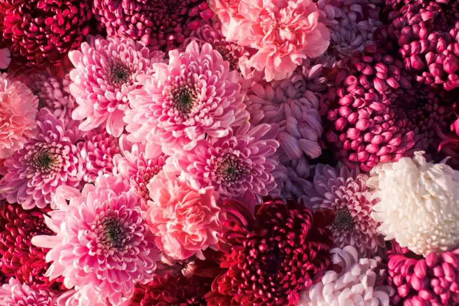 crisântemo como cuidar