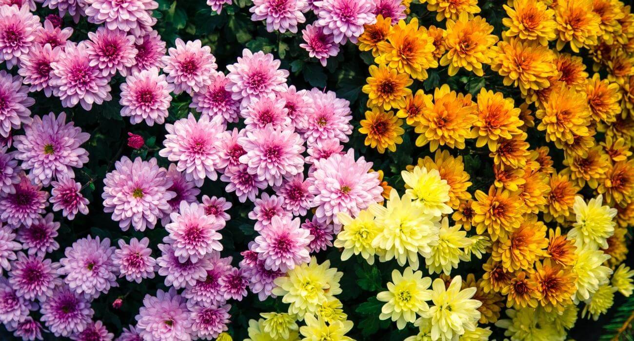 crisântemo como cuidar