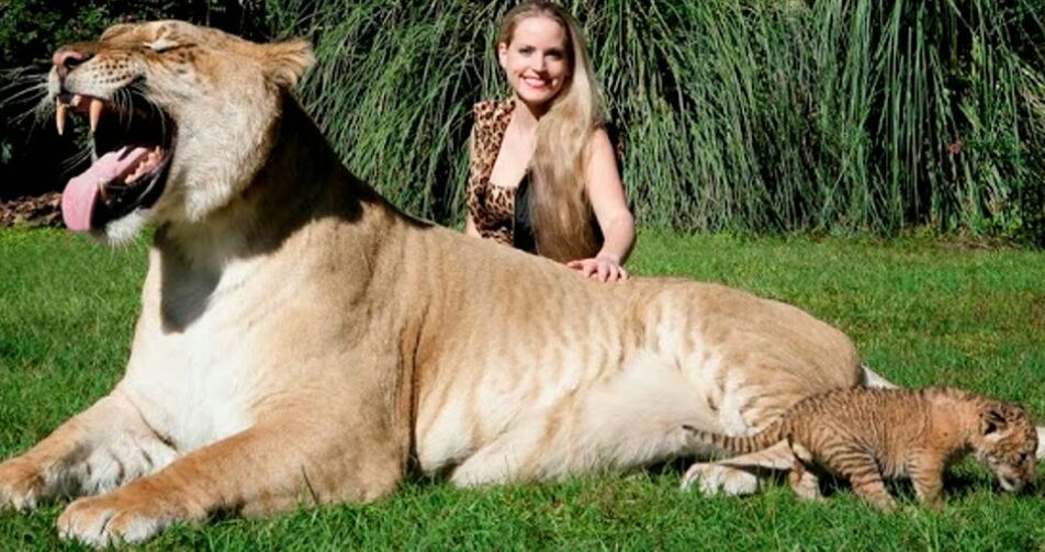 custo de manutenção de um ligre em cativeiro