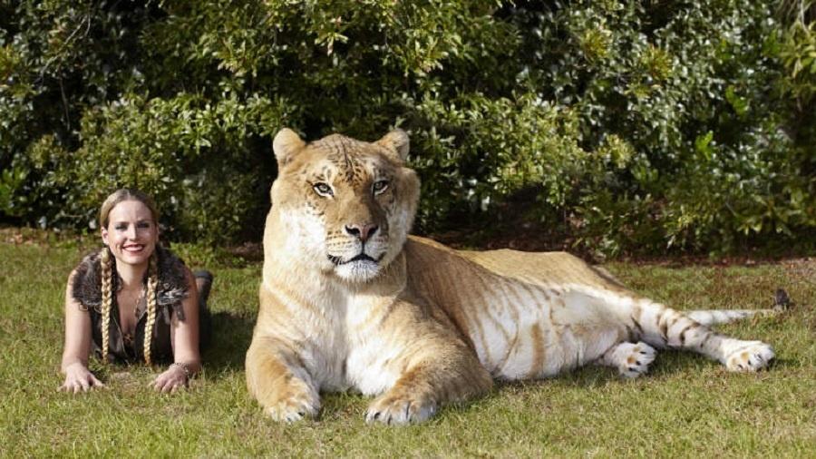 principais desafios de ter um ligre em casa