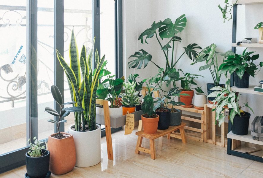 Decoração com Plantas: Como Escolher Vasos e Suportes Modernos