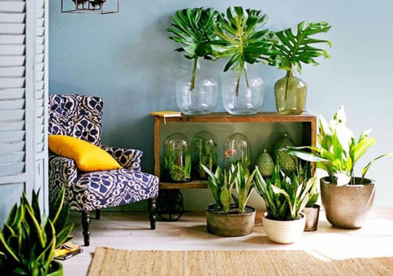decoração com plantas