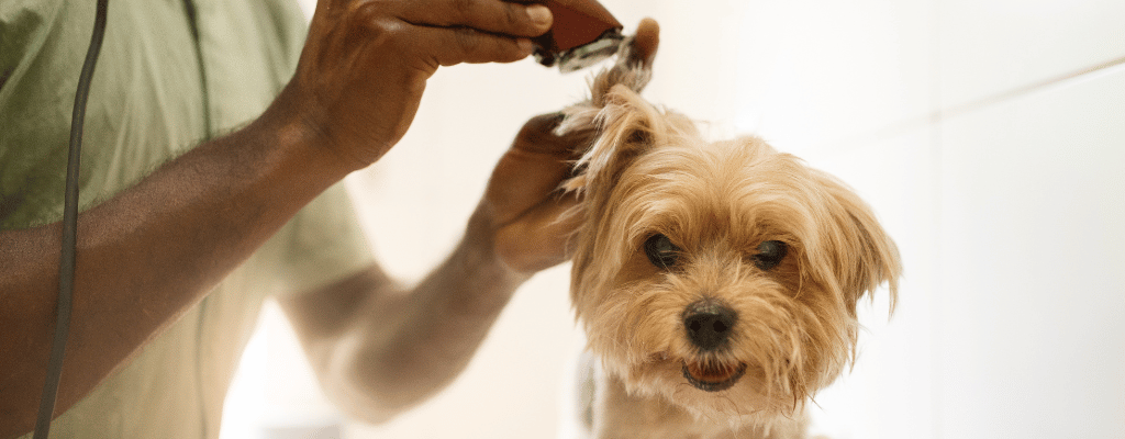 Transforme seu Banho e Tosa em um Ponto Instagramável: Dicas de Decoração