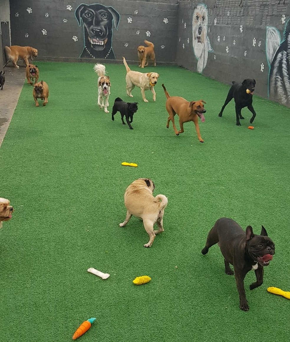 decoração de creche para cães
