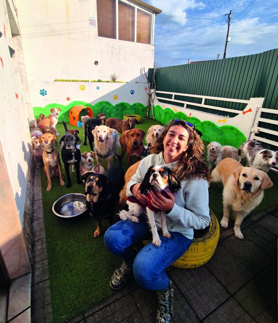 decoração de creche para cães